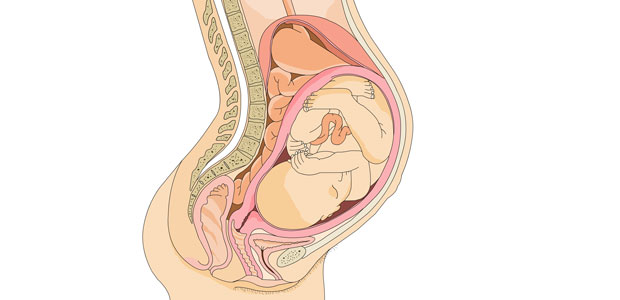 Tabela De Percentil Embrionário E Fetal Mãe Me Quer 